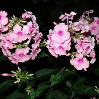 Флоксы вечером :: Наталья *** Флоксы вечером :: Наталья ***