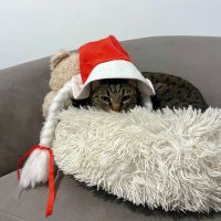 А вчера, 2 января,  был кошачий Новый год... отмечается с 2016 года. :: Елена 