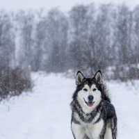 Ярик. :: leff Postnov