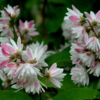 ДЕЙЦИЯ. :: Галина 