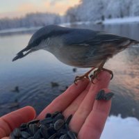 Поползень :: Сапсан 