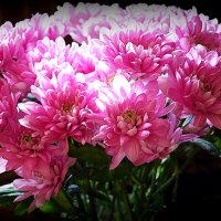 цветы для любимых :: Олег Лукьянов цветы для любимых :: Олег Лукьянов