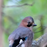 Сойка :: Владимир Лазарев