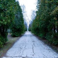 Чебоксары. Туевая аллея Эгерского бульвара в первые дни зимы. :: Пётр Чернега