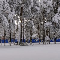 Редко у нас бывают такие зимы :: Игорь Сикорский