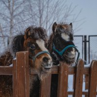 Два маленьких символа нового года — 2026. :: Павел Крутенко