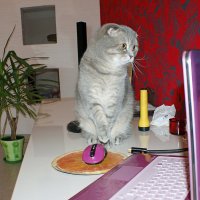 Сейчас, только нажму на мышку... :: Галина Нестратова Сейчас, только нажму на мышку... :: Галина Нестратова