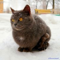 В мечтах о марте... :: Андрей Заломленков