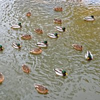 Зимние уточки на речке Песочной :: Светлана Зимние уточки на речке Песочной :: Светлана