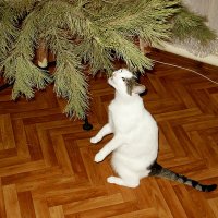 "Это, что такое, колючее какое?" (Триптих, часть1) :: MILAV V