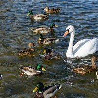 Разномастные водоплавающие :: Александр Тихомиров