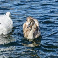 Один серый, другой белый... :: Александр Тихомиров