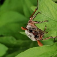 *** :: Зоя Мишина