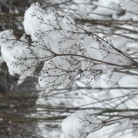 Все в снегу :: Ольга Савельева 