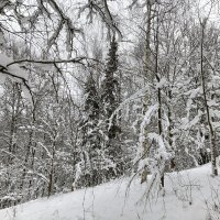 зверьки на деревьях :: Владимир 