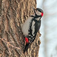 Гость :: елена беликова