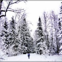 Начало 2026 года - много снега ... :: Сергей Начало 2026 года - много снега ... :: Сергей