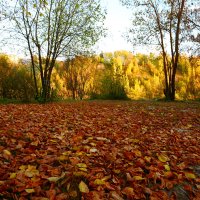 Листья ушедшей осени. :: Михаил Колосов 