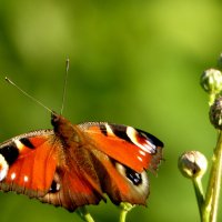 опять про бабочек...271 :: Александр Прокудин