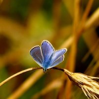 опять про бабочек...275 :: Александр Прокудин