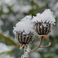Десерт от Снежной Королевы.... :: Надежда Куркина 