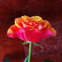 Розочка! :: Надежда 