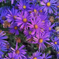 Астра :: Сапсан 