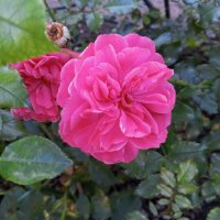 Роза :: Сапсан 