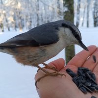 Поползень :: Сапсан 