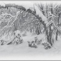 Зимний лес. :: Aleksey Afonin