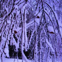 После снегопада :: Людмила Смородинская