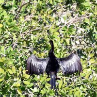 анинга (она же американская змеешейка, Anhinga anhinga). :: Yury 
