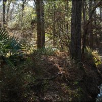 Зимний лес :: **** vedin