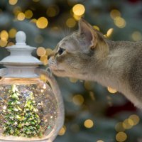 Домашний котик :: Виктория 