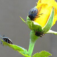 Нашествие :: Валентин Семчишин