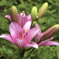 Розовая  Лилия :: Валентин Семчишин