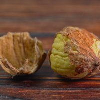 Каштан :: Jakob Dick