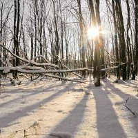 День начал потихоньку прибавляться.. :: Андрей Заломленков