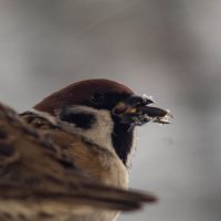 Кормушка 2 :: Владимир Иванович