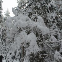 Зимний лес :: maikl falkon Зимний лес :: maikl falkon