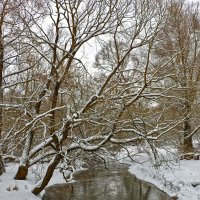 Всё придёт зима пряжу снежную, пряжу тонкую, пряжу нежную... :: Светлана Всё придёт зима пряжу снежную, пряжу тонкую, пряжу нежную... :: Светлана