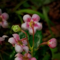 *** :: Зоя Мишина