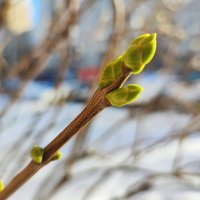 ,,, :: Сергей Тимоновский