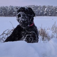 Медведь по-Вятски :: Надежда Шубина
