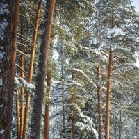 Русская зима :: Вячеслав Владимирович