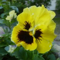 Виолка :: Елена Суханова