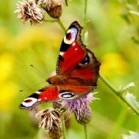 опять про бабочек...277 :: Александр Прокудин