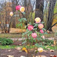 Роза :: Сапсан 