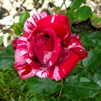 Роза :: Наталья 