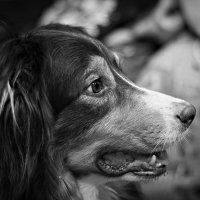 собакен :: Артём 